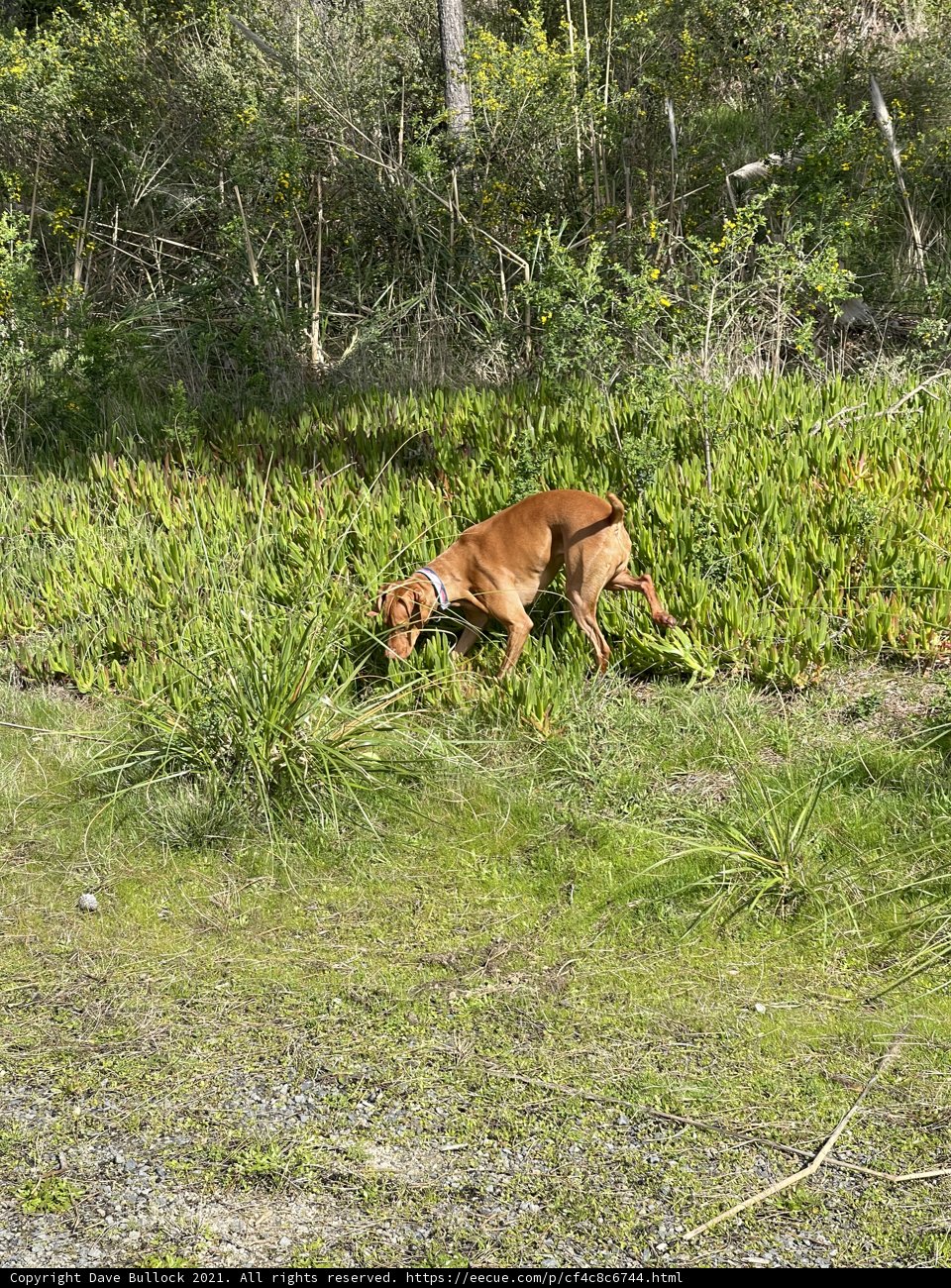 Running Free