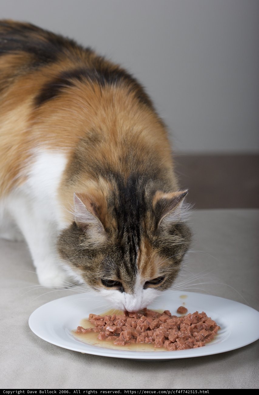Feline Feast
