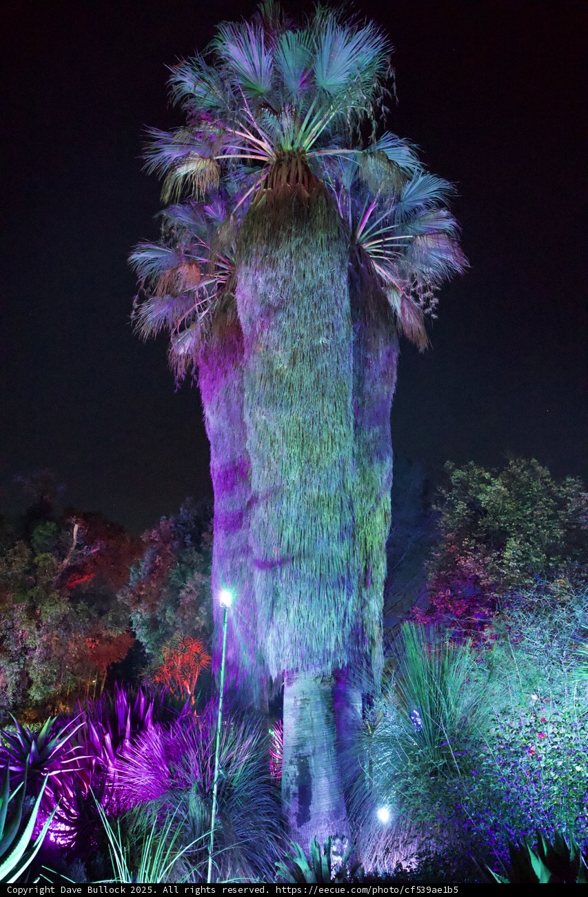 Enchanted Palm in a Garden of Lights