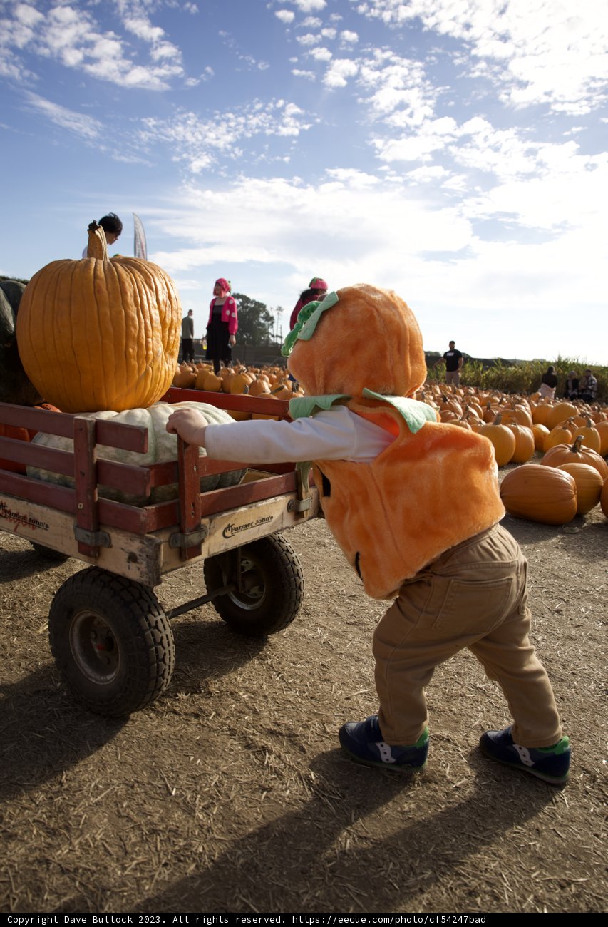 Harvest Time at Halfmoon Bay