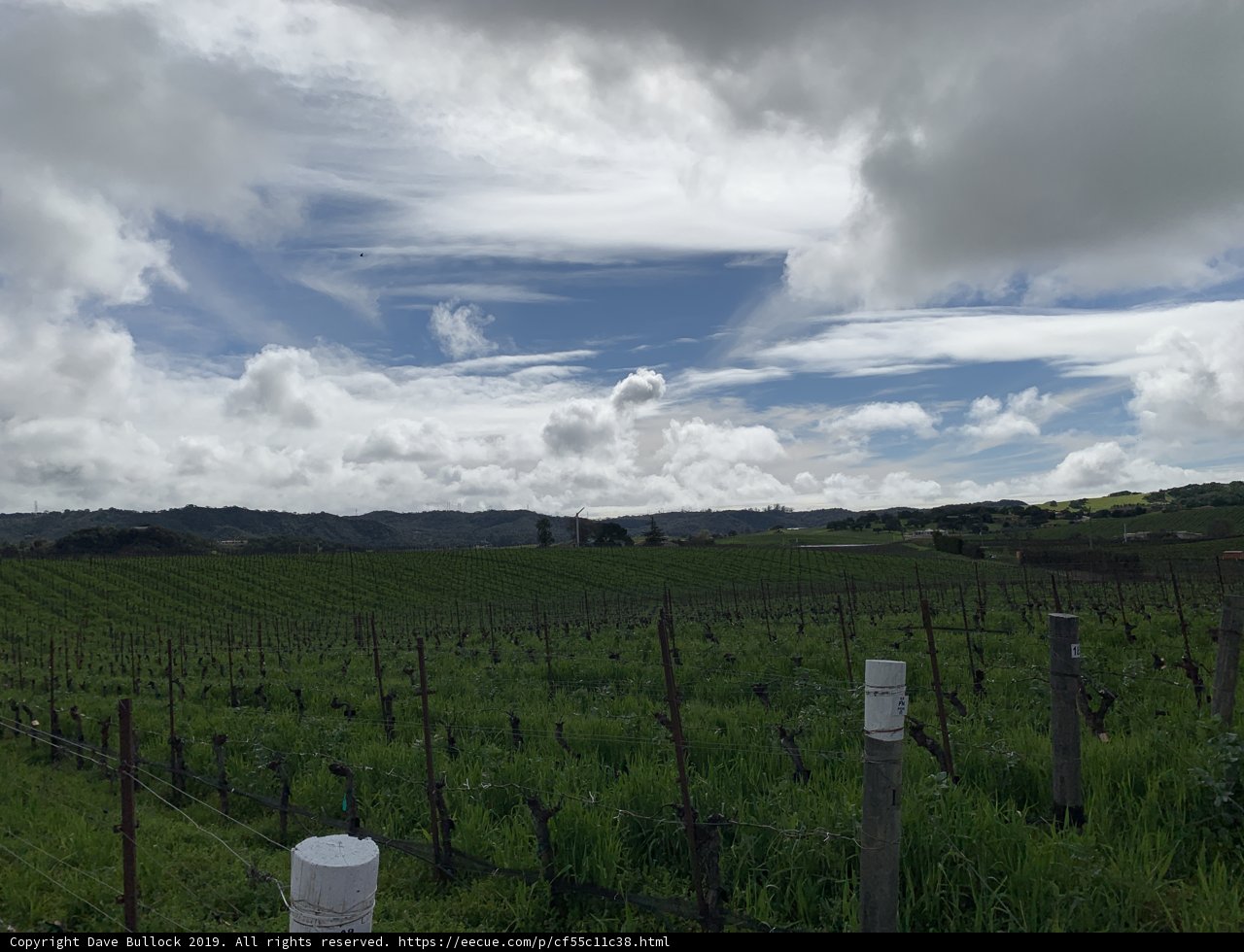 Cloudy Vineyard View