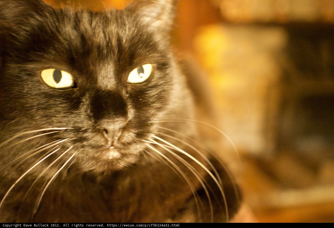 Intense Gaze