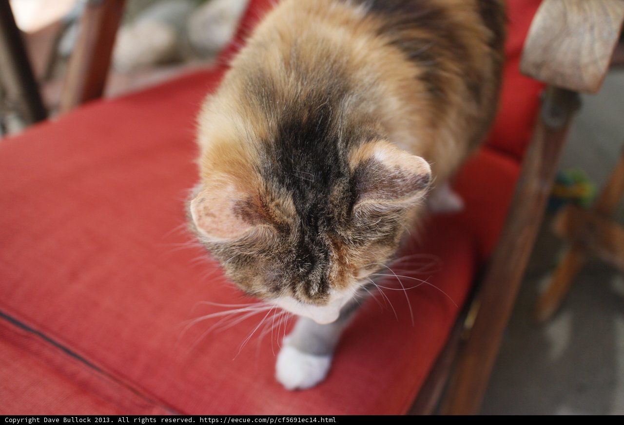 The Cat on the Red Chair