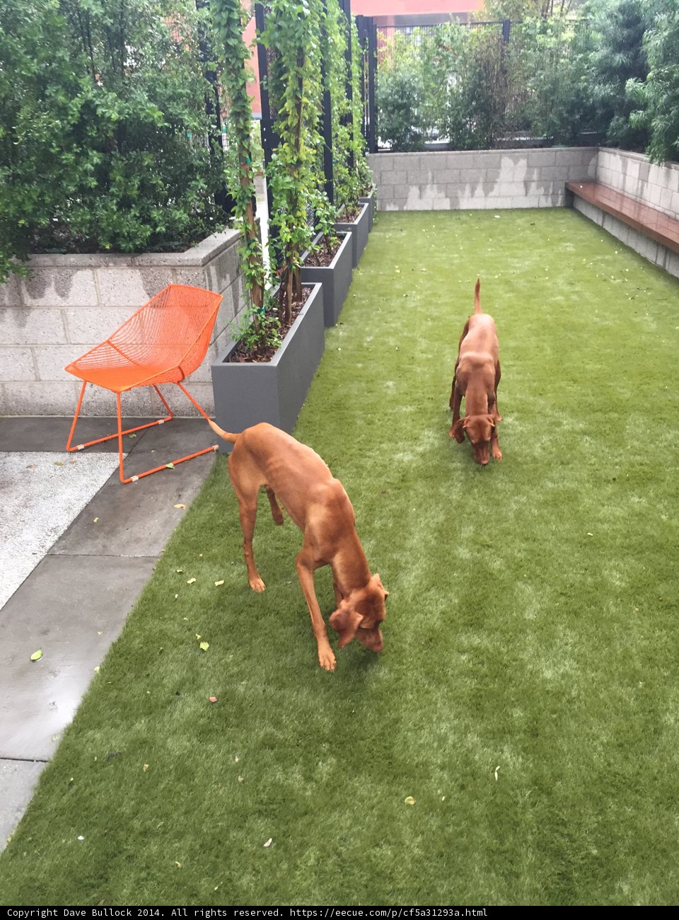 Canine Companions at Play