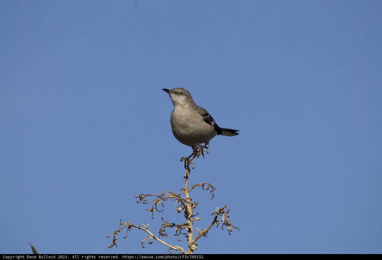 Feathered Delight on High