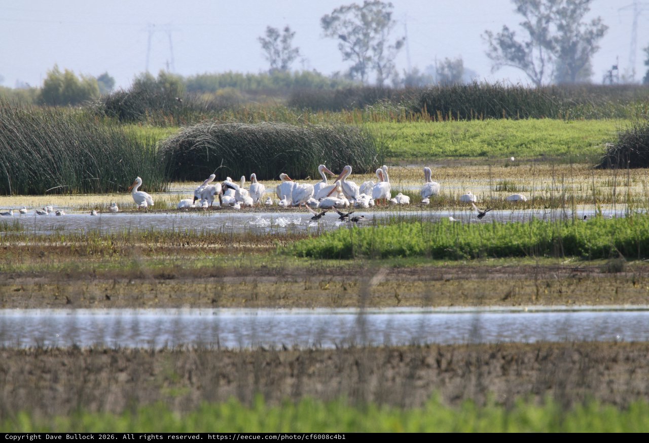 White Pelicans Gathering in Yolo Bypass Wetlands