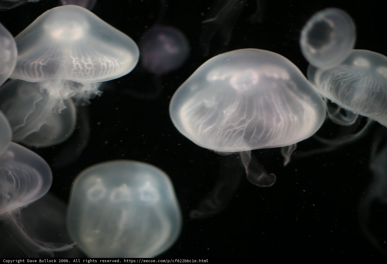 Glow in the Depths