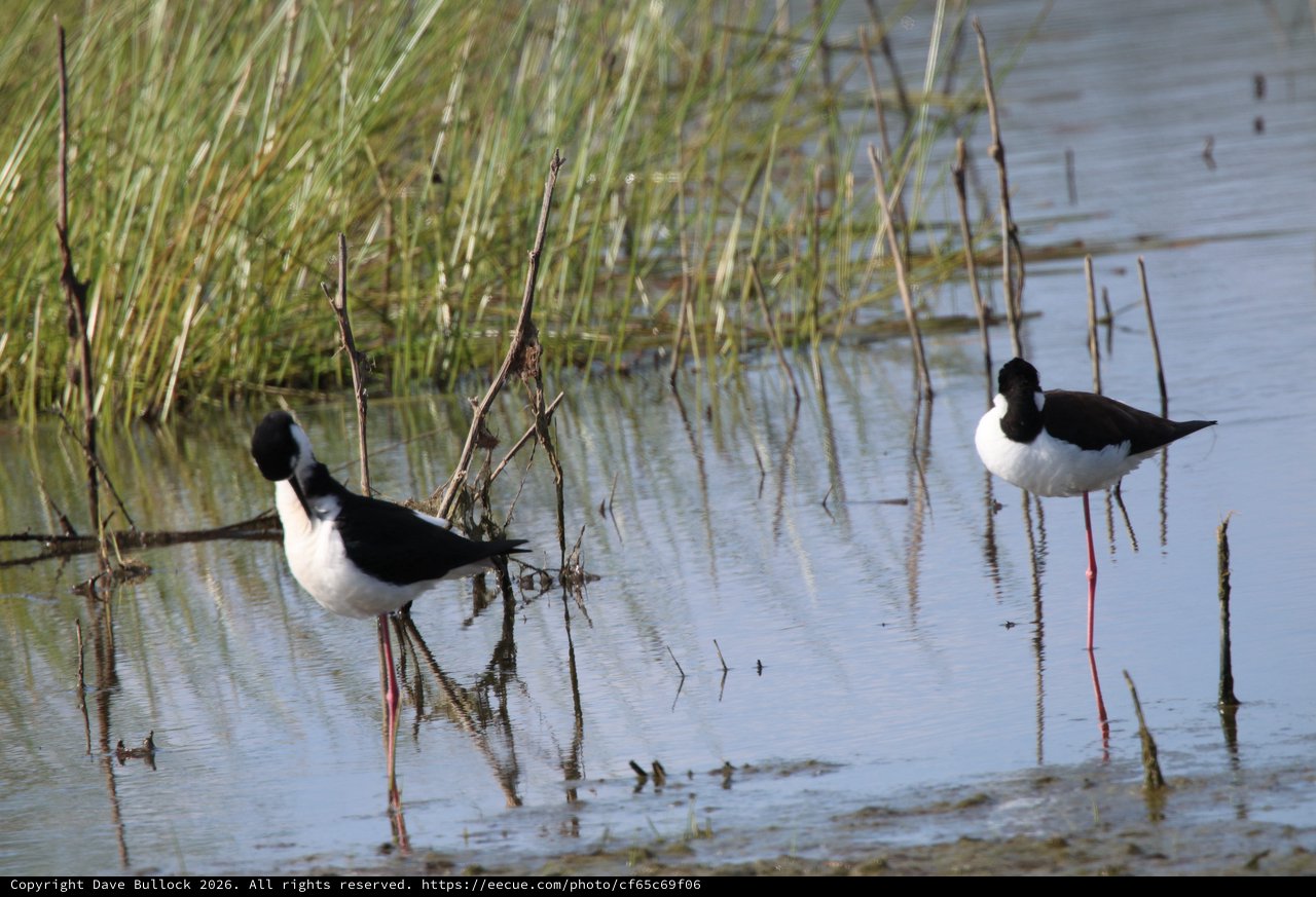 Black-necked Stilts Wading in Shallow Wetland Waters