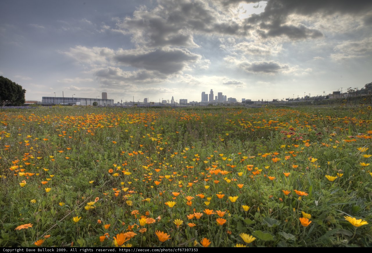Orange Bloom in the Urban Wilderness