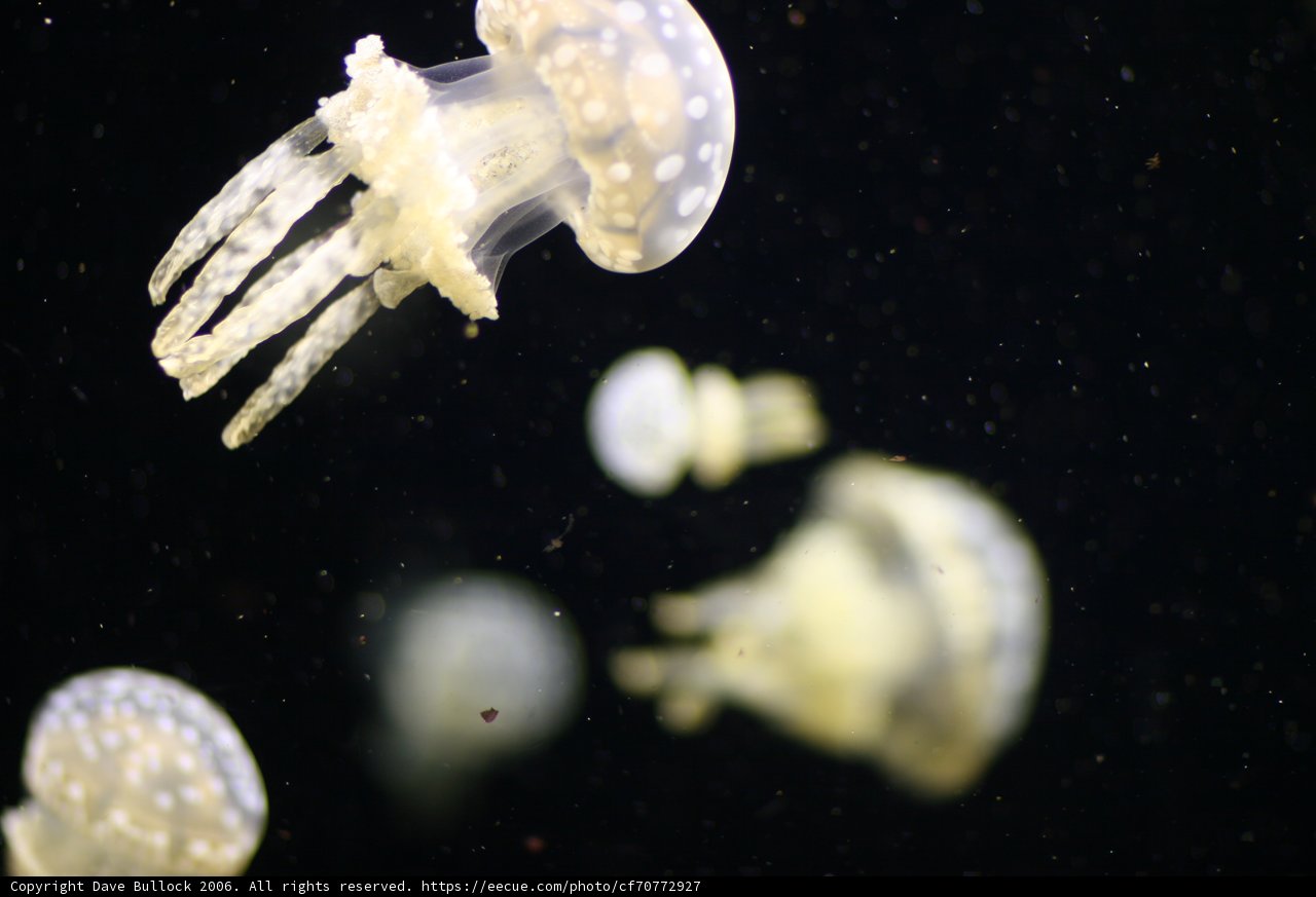 Moonlit Jellyfish in the Ocean