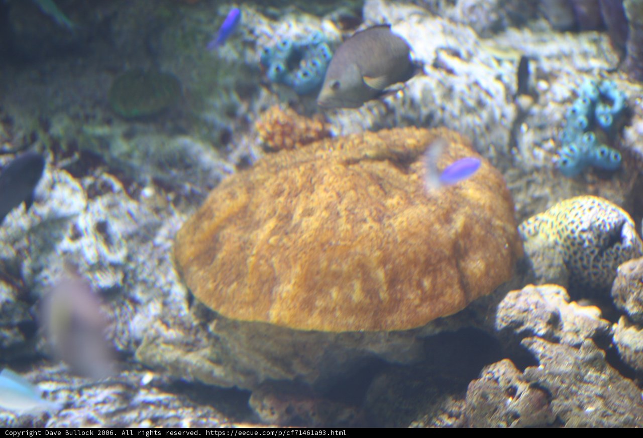 Vibrant Orange Sponge of the Coral Reef