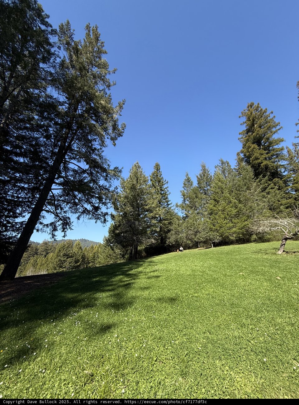 Tranquility Among the Trees