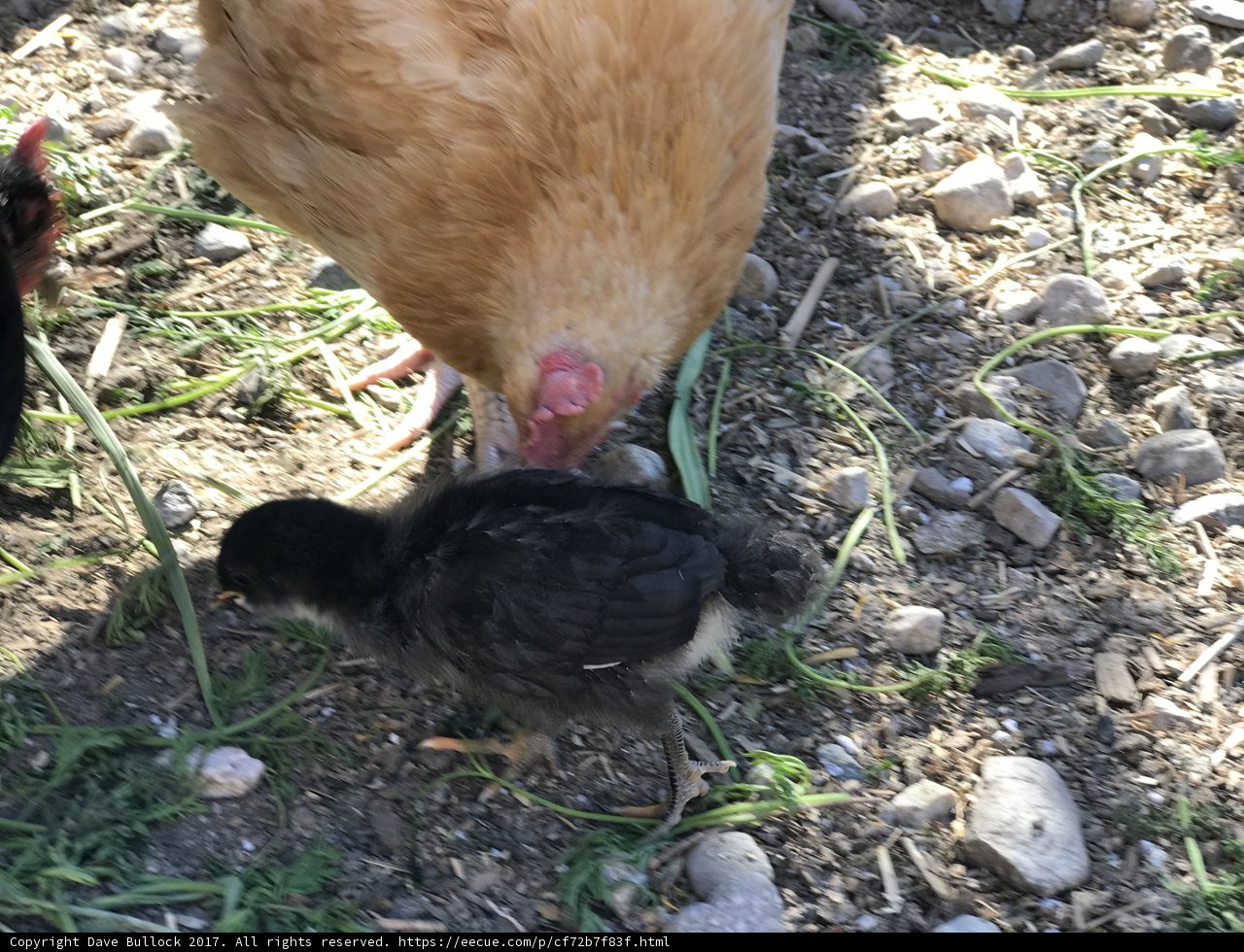 Feathered Friends