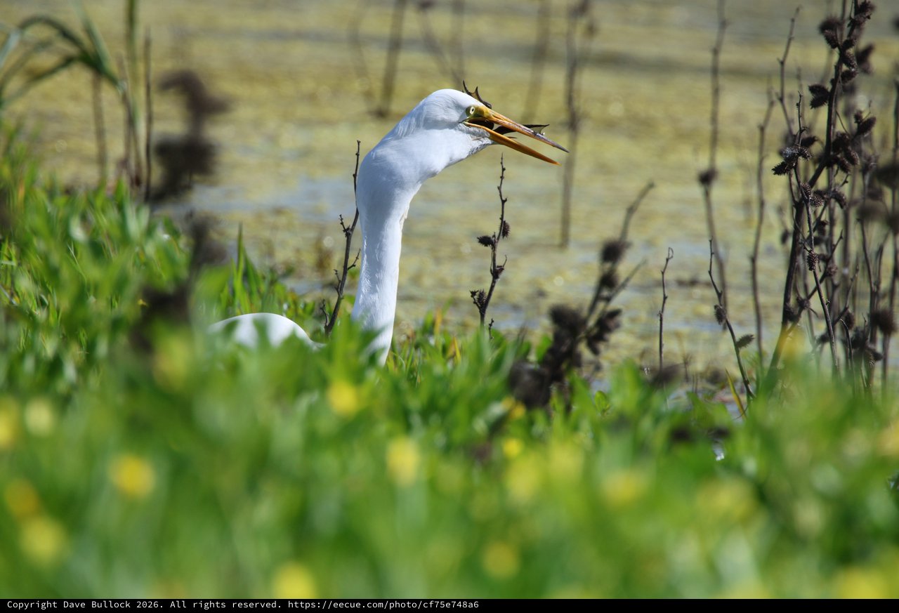 Great Egret Catching Fish in Wetland Marsh