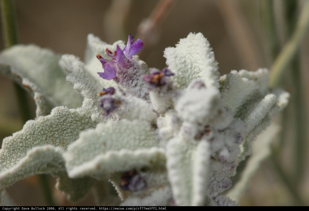Purple Geranium Bloom in Frost