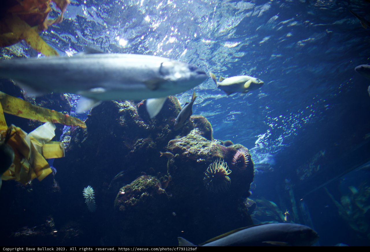Majestic Marine Life: Underwater Exploration 2023