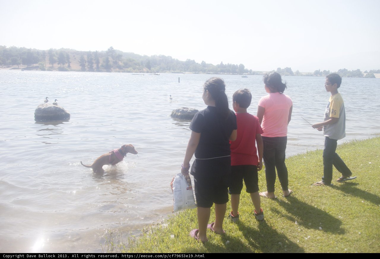 Fun in the Sun with Furry Friends