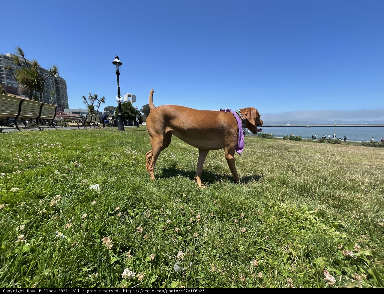 Regal Pup in the SF Maritime Park