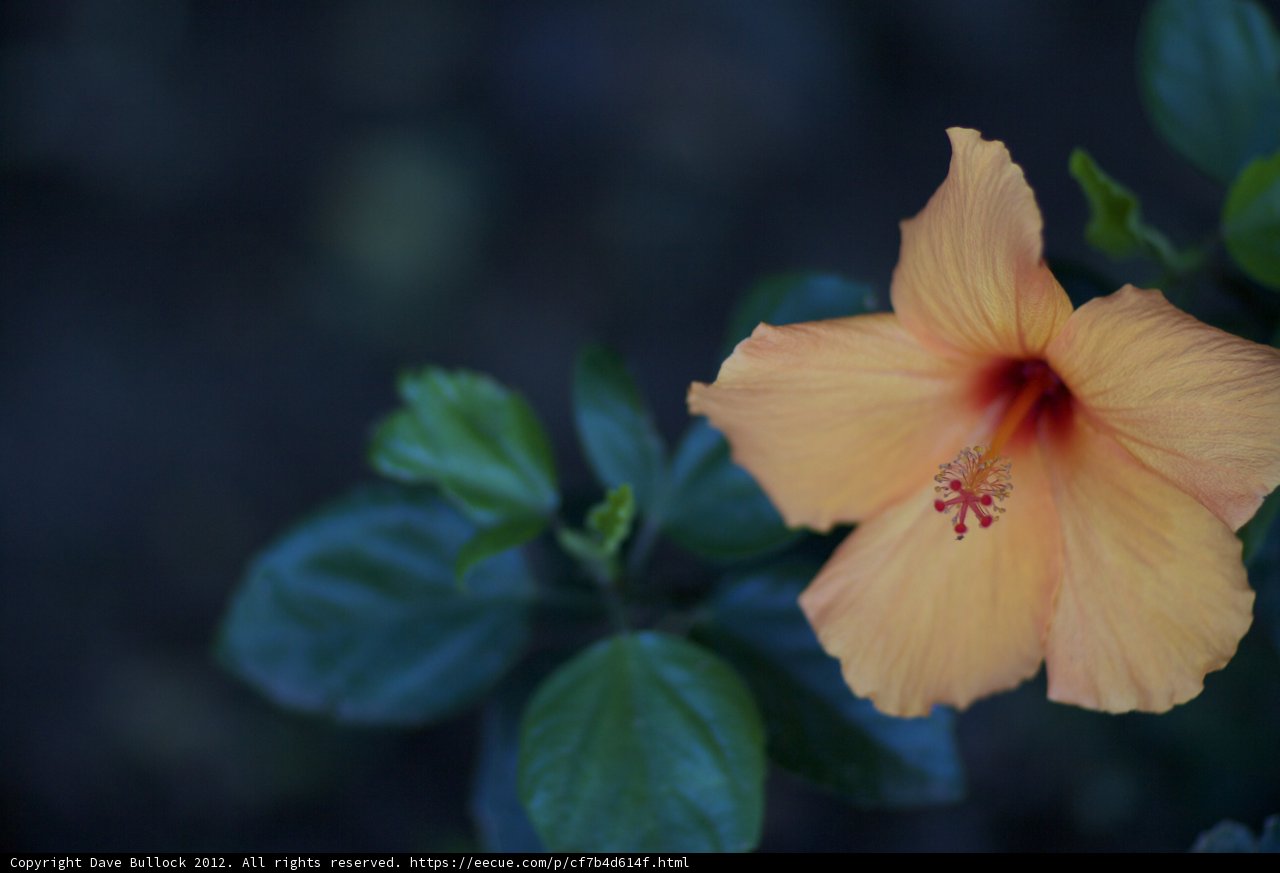 One Orange Beauty in Darkness