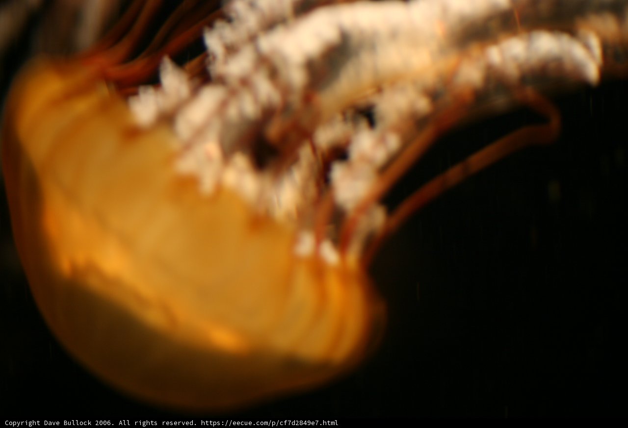 Graceful Sea Creature