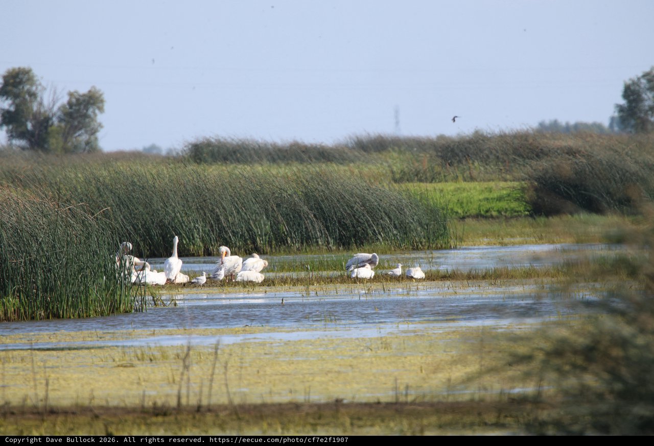 White Waterfowl Gathering in Wetland Marshes