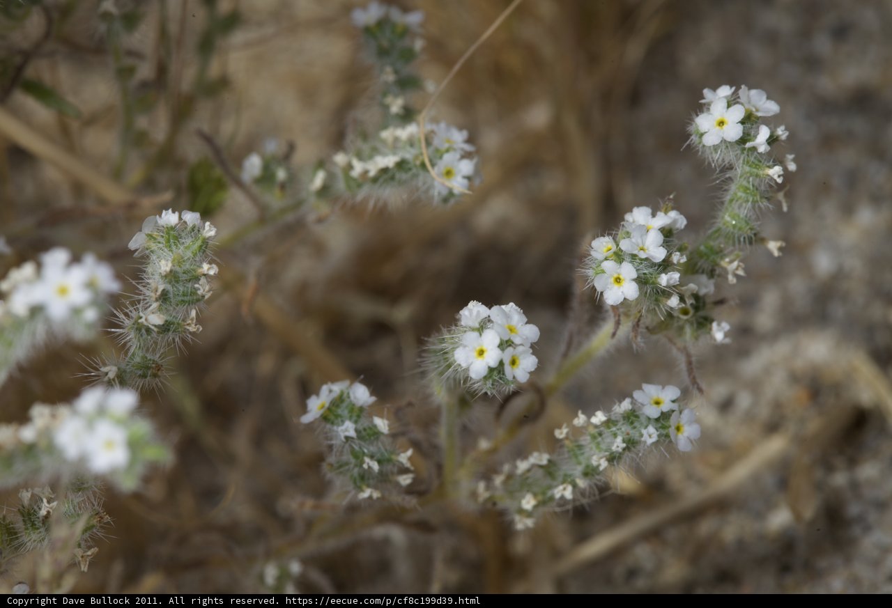 Desert Blooms