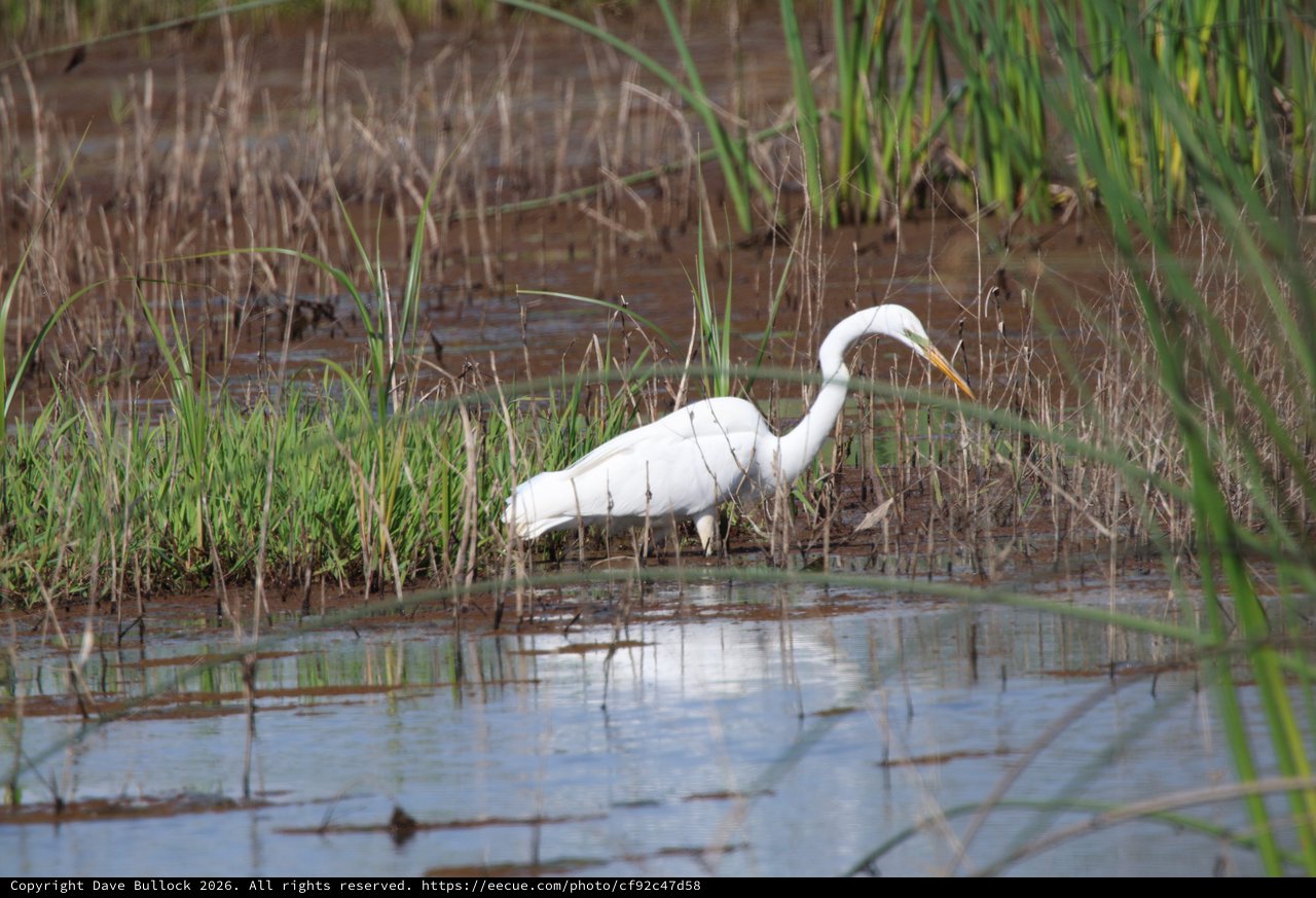 Great Egret Hunting in Shallow Wetland Waters