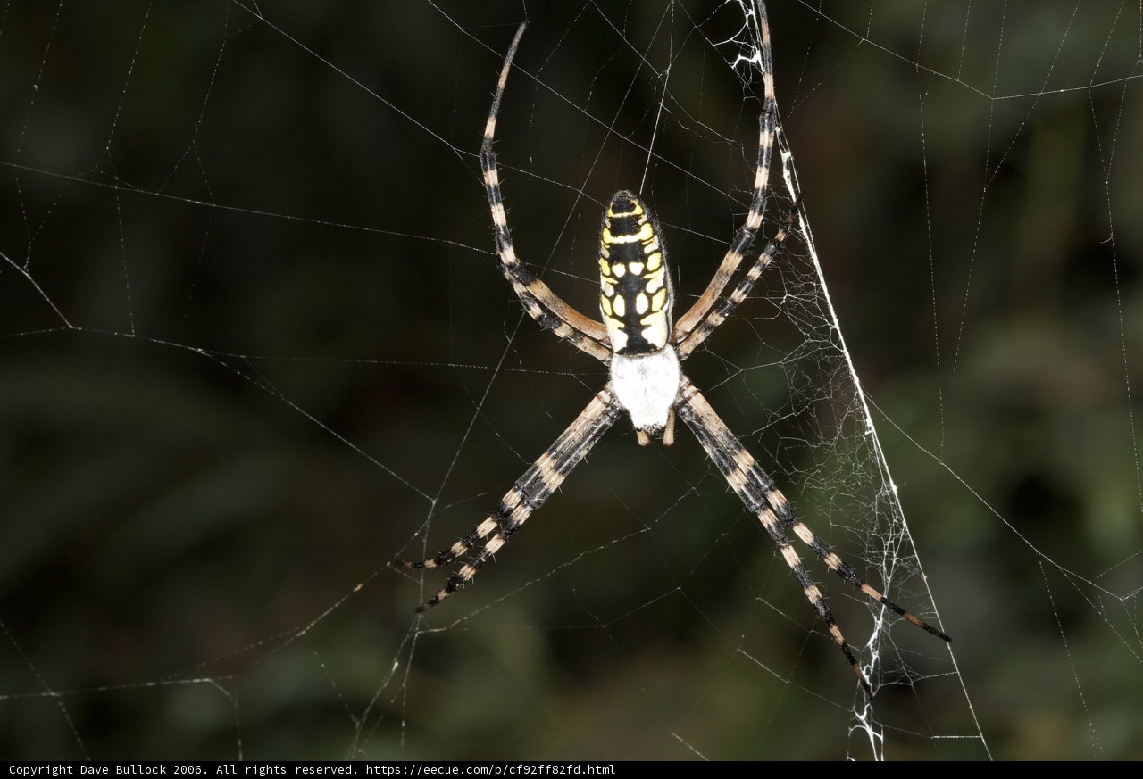 The Bold Stripes of the Argiope Spider