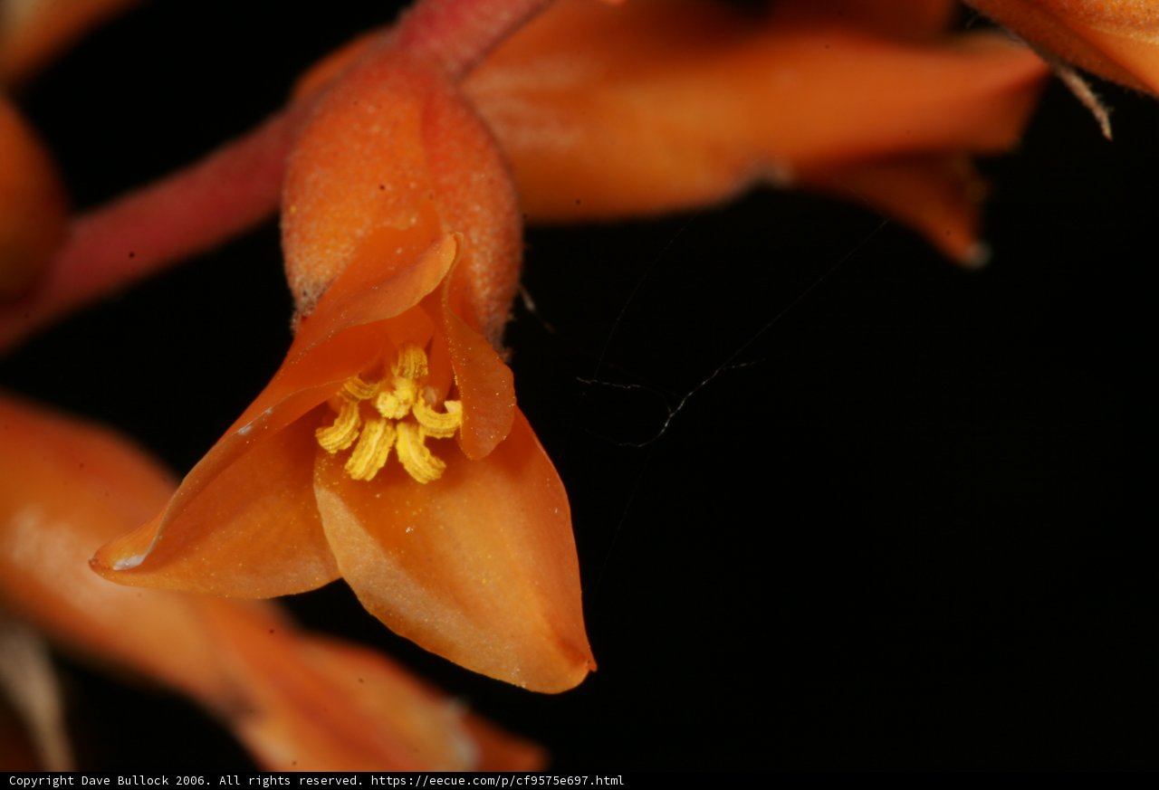 Radiant Yellow Lily