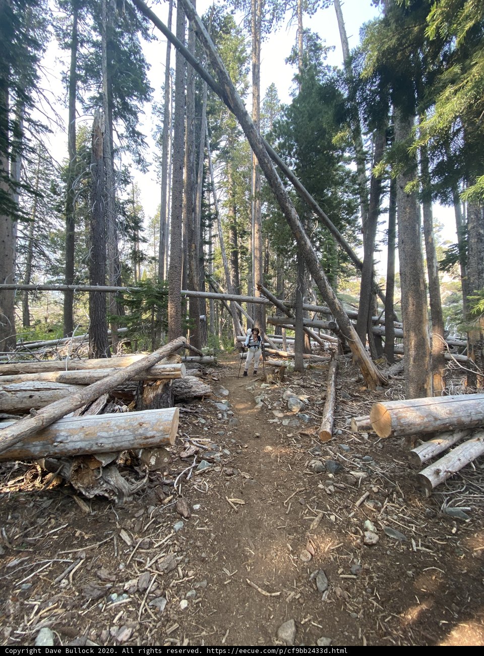 A Trail Through the Woodland Grove