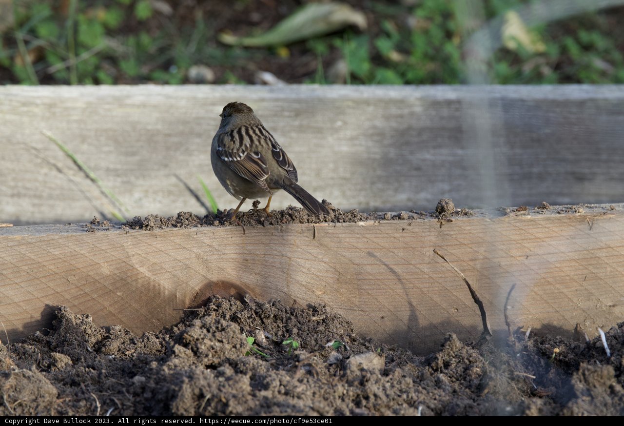 Sparrow's Solitude at Fort Mason