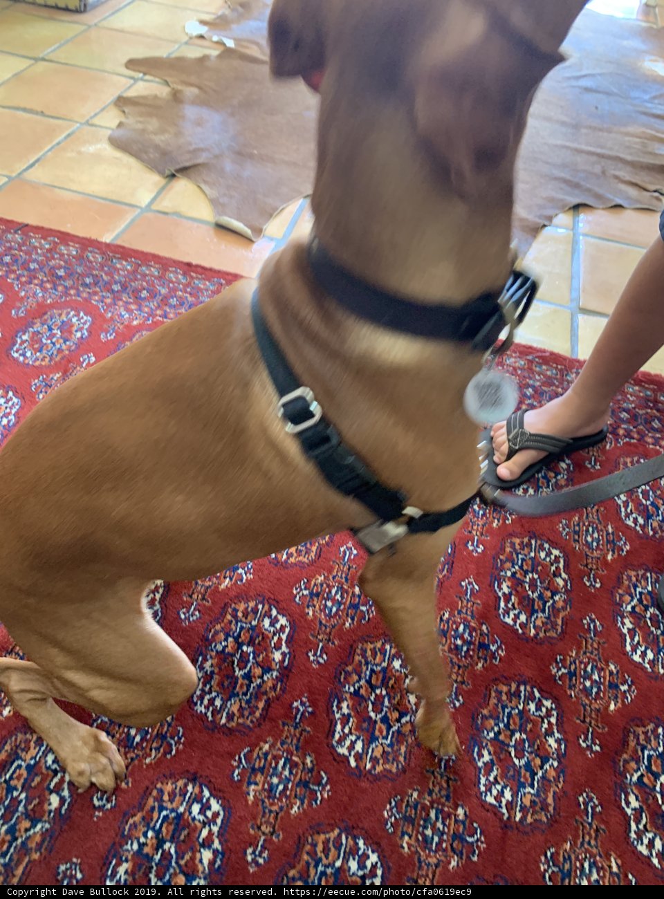 Stylish Pooch on a Boho Rug