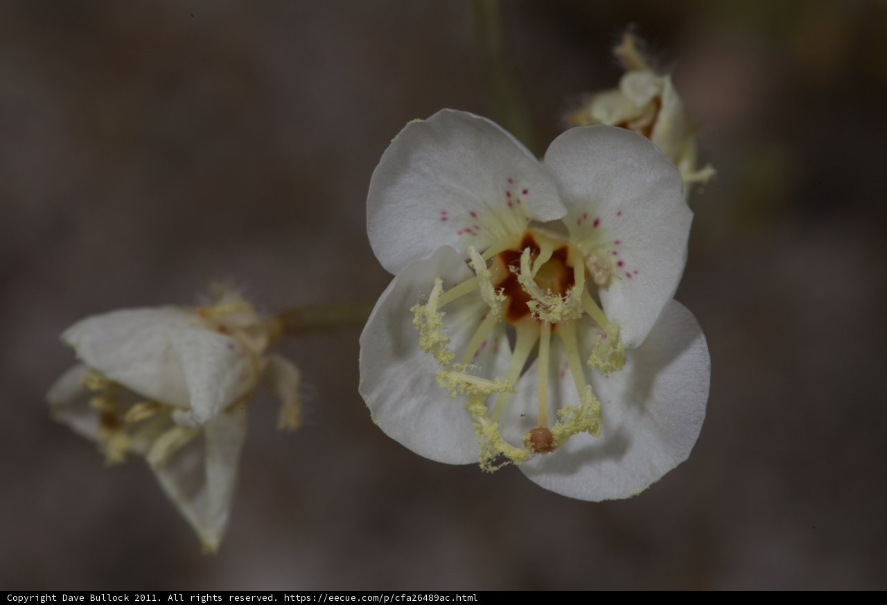 Brown-Petaled Blossom with Yellow Stamens