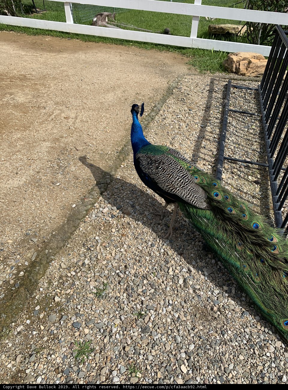 Majestic Peacock Strolling on the Ground