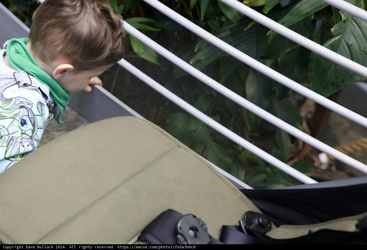 Wonder-struck at California Academy of Sciences' Rainforest