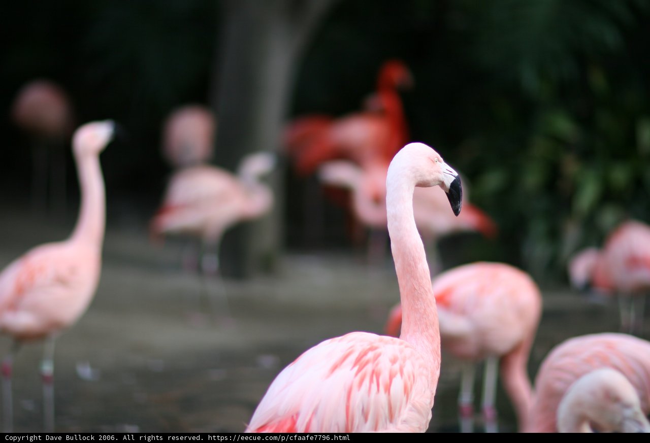 Flock of stylish flamingos