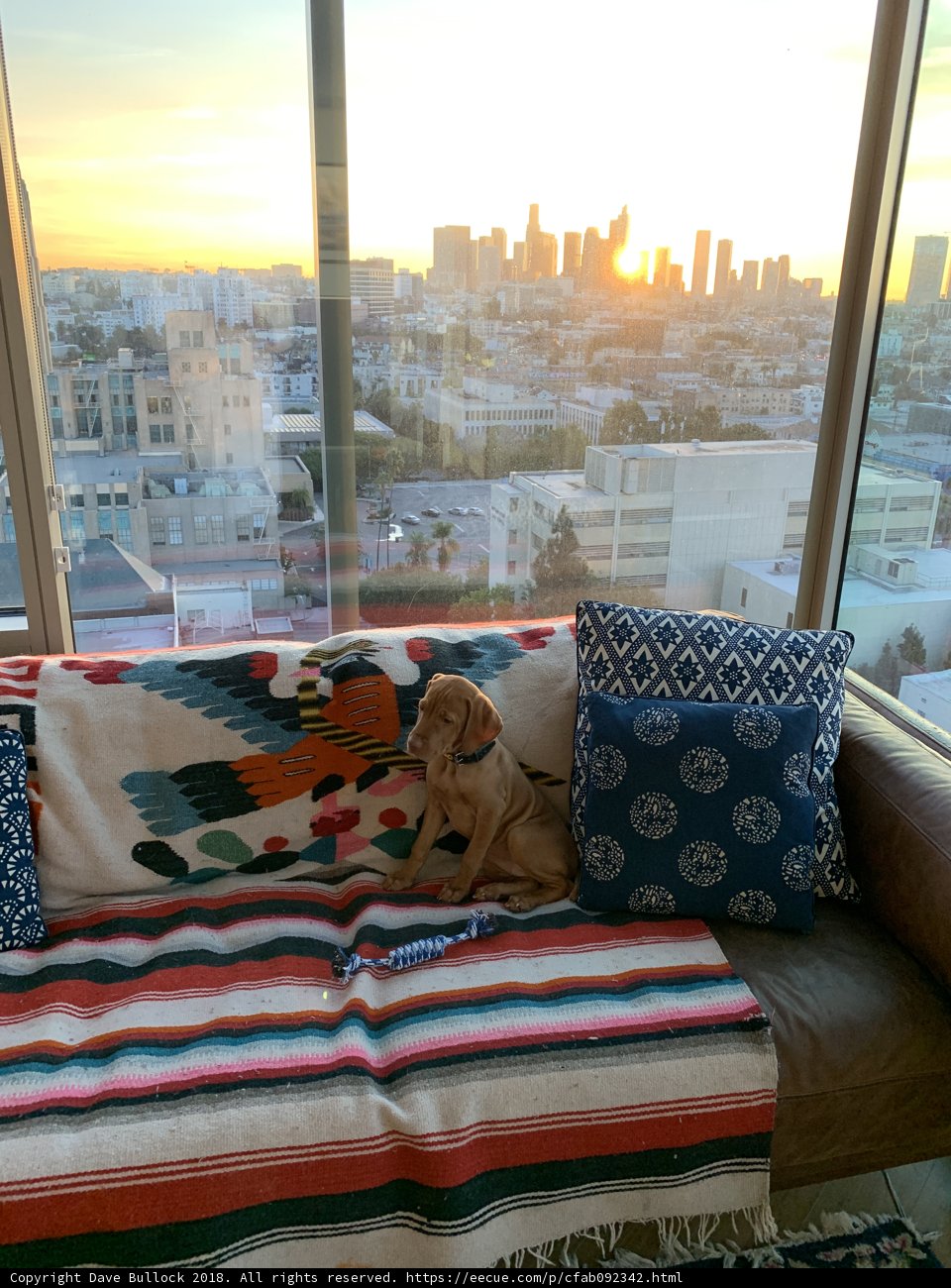 Couch Companions