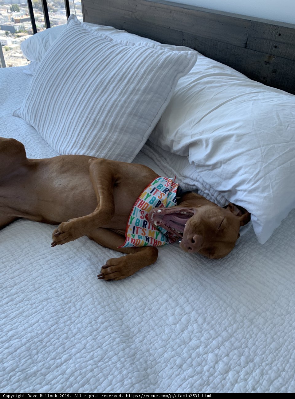 Cozy Canine Bedroom