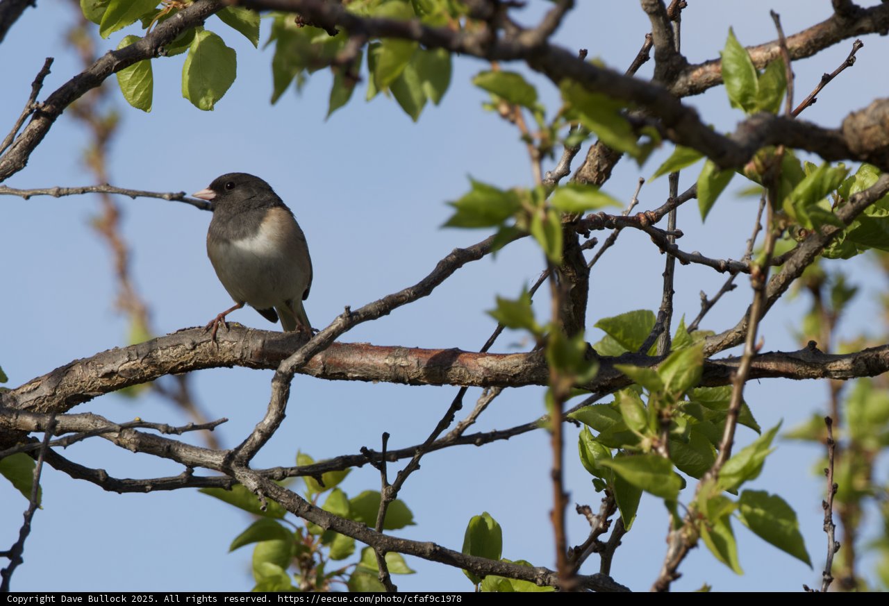 Springtime Serenade