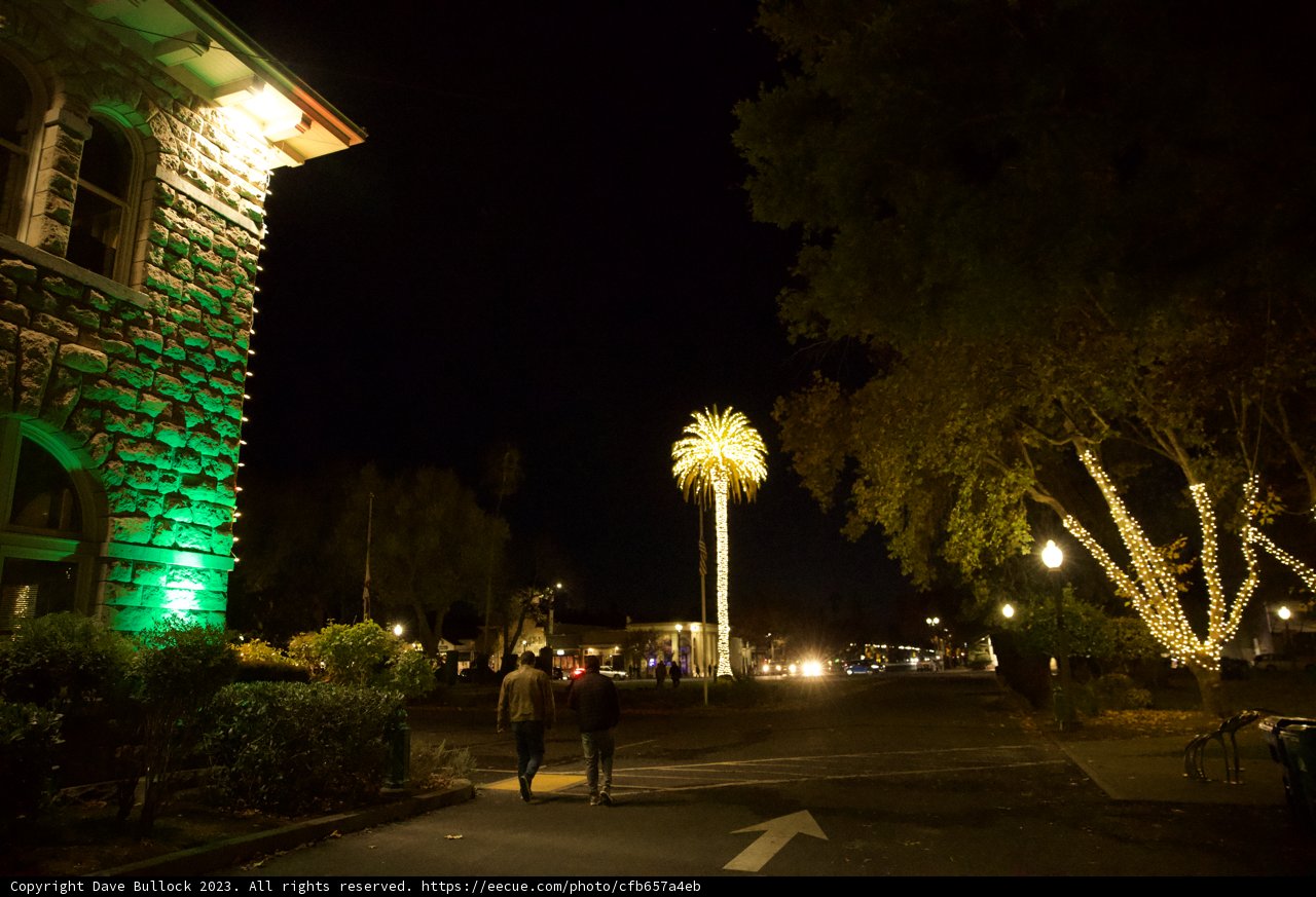 Strolling under the Palms: A Nocturnal Journey