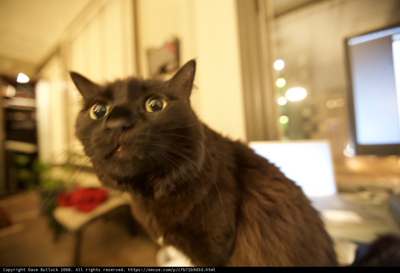 The Watchful Cat