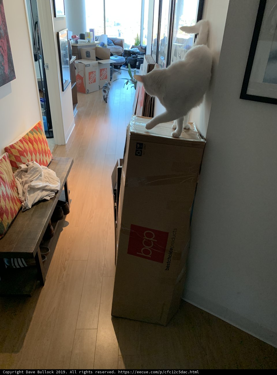 White Cat on Top of Plywood Box
