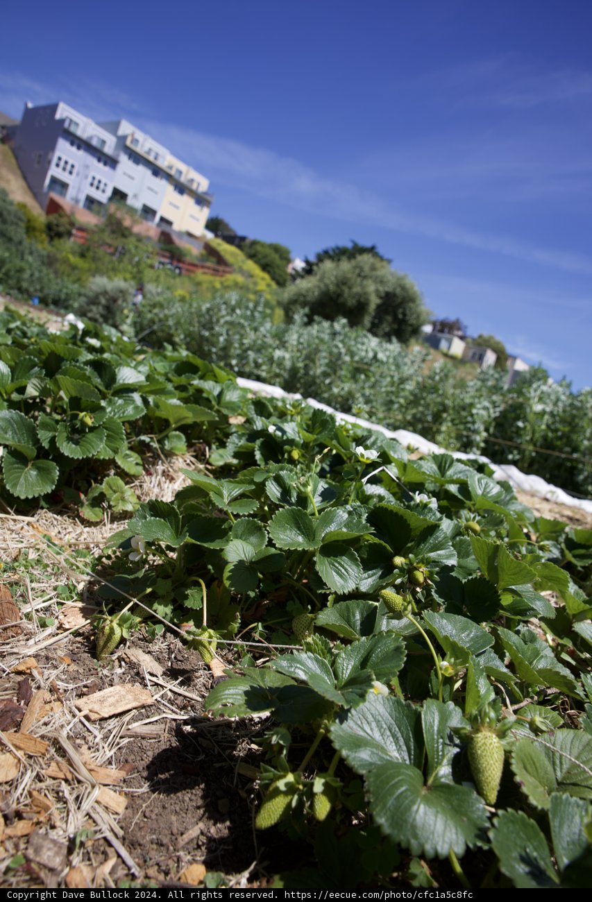 Green Thrive: A Glimpse of Sustainability on Earth Day