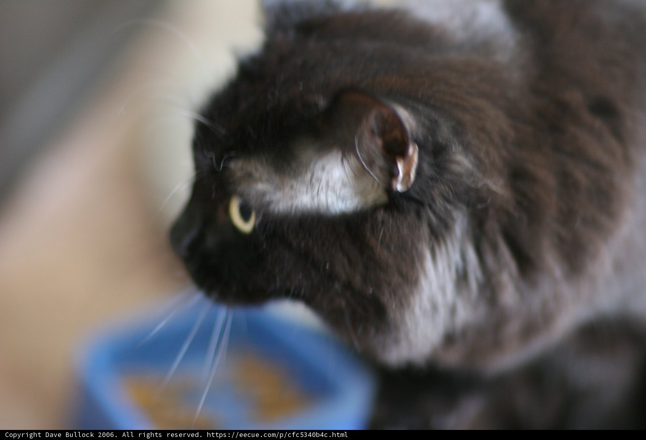 Inquisitive Black Cat