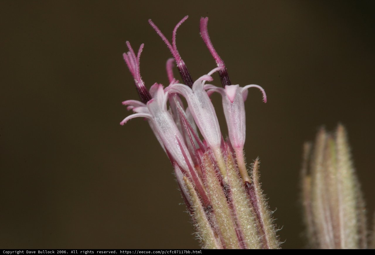 Pollen-Dusted Geranium Flower