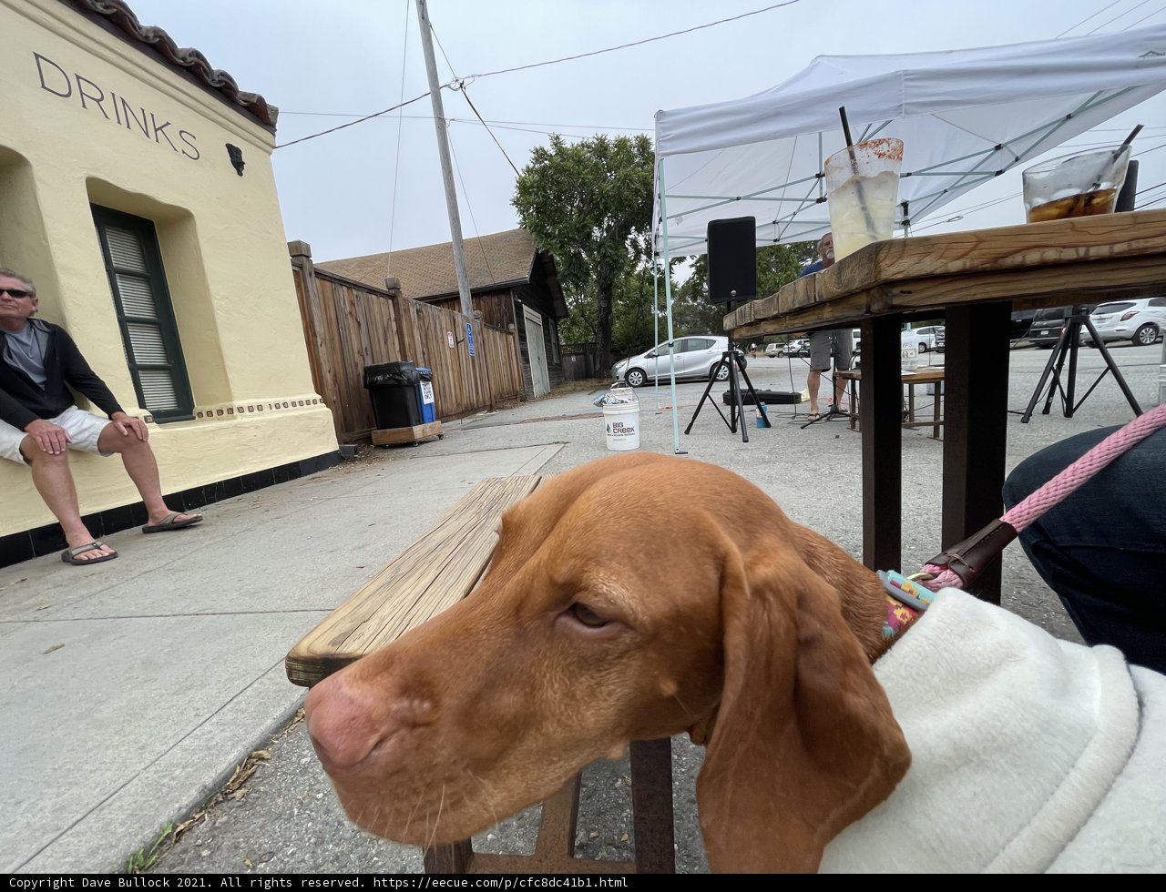 Urban Vizsla