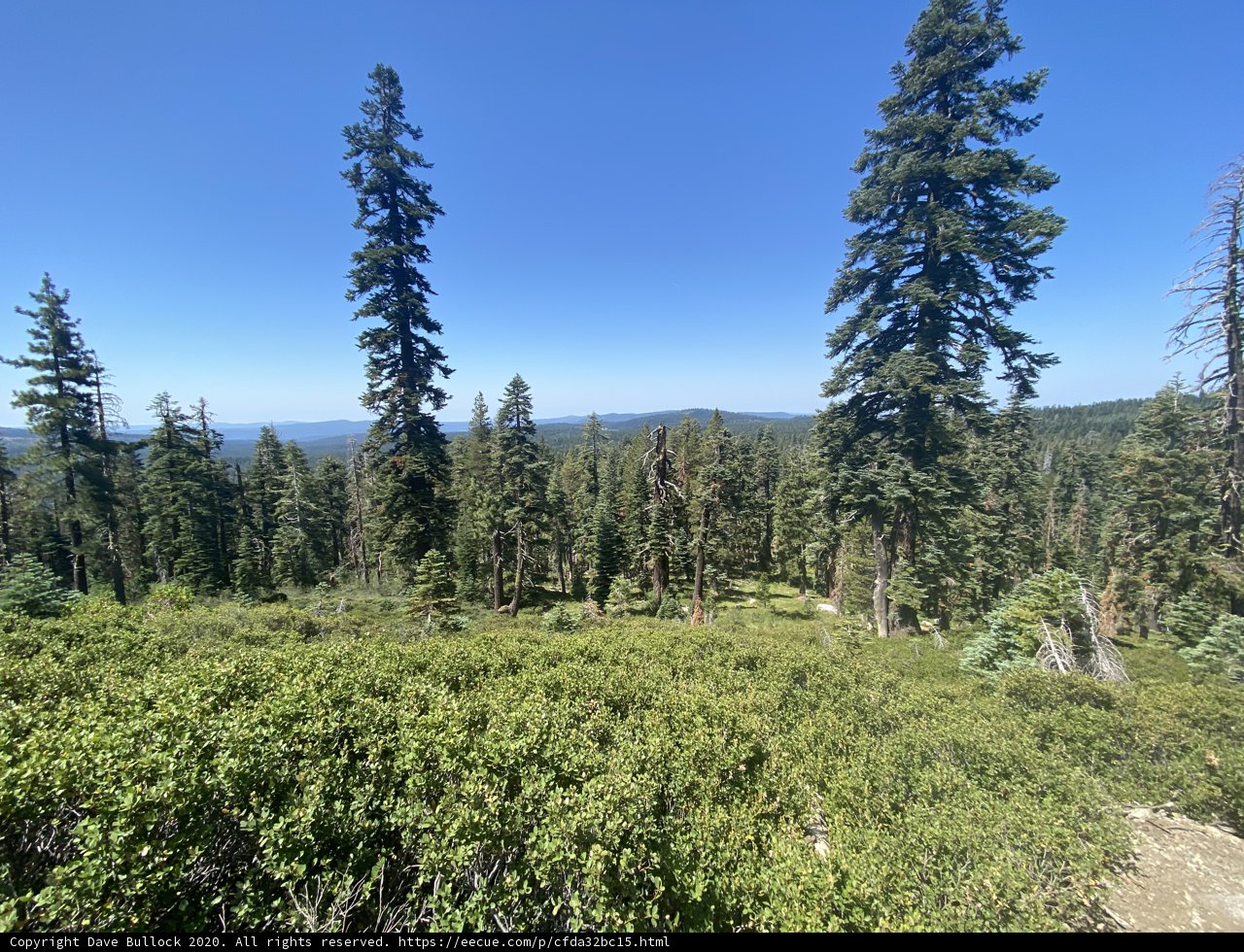 Majesty of the Conifers