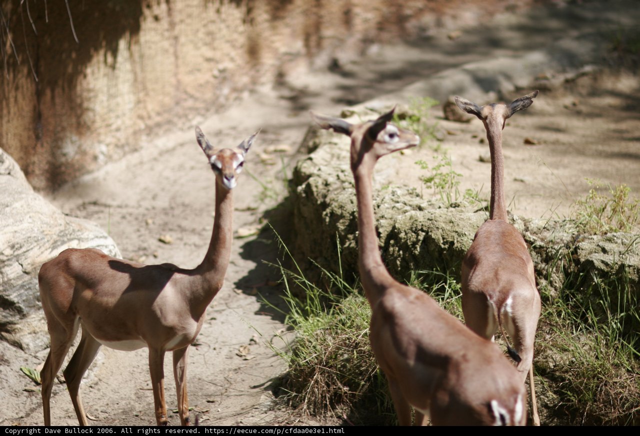 The Impala and Two Antelopes
