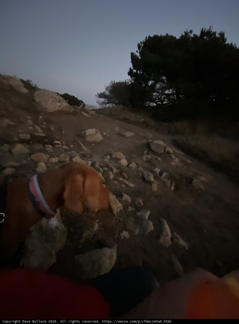 Rocky Hill Canine