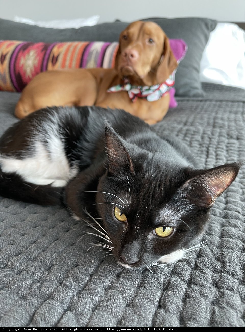 Cozy Companions